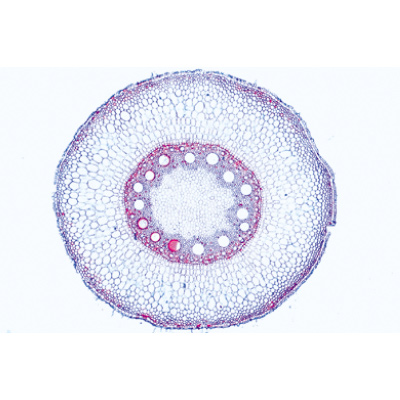 Angiospermes, racines - Anglais, 1003976 [W13047], Lames microscopiques Anglais