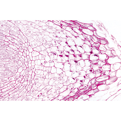 Angiospermes, racines - Anglais, 1003976 [W13047], Préparations microscopiques LIEDER
