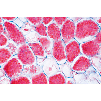 Angiospermes, racines - Anglais, 1003976 [W13047], Lames microscopiques Anglais