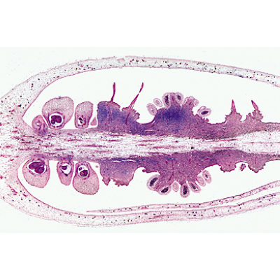 Angiospermes, fleurs - Anglais, 1003979 [W13050], Lames microscopiques Anglais