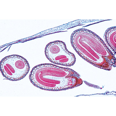 Angiospermes, fruits et graines - Anglais, 1003980 [W13051], Lames microscopiques Anglais