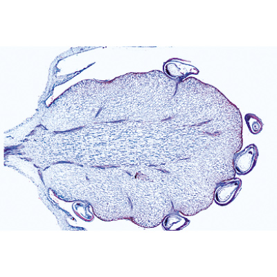 Angiospermes, fruits et graines - Anglais, 1003980 [W13051], Préparations microscopiques LIEDER