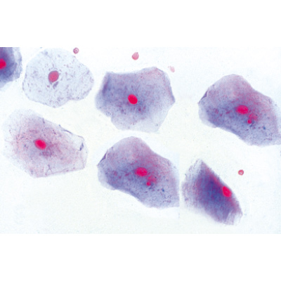 La cellule animale - Anglais, 1003981 [W13052], Préparations microscopiques LIEDER