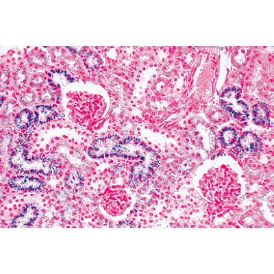 La cellule animale - Anglais, 1003981 [W13052], Lames microscopiques Anglais