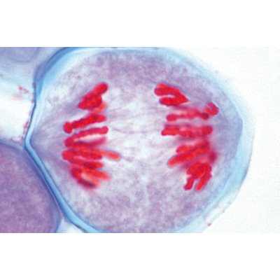 La cellule végétale - Anglais, 1003982 [W13053], Lames microscopiques Anglais