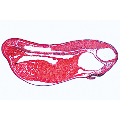 Embryologie de la grenouille (Rana) - Anglais, 1003985 [W13056], Lames microscopiques Anglais