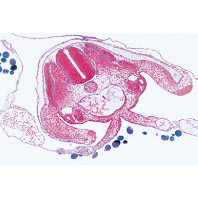 Embryologie du poulet (Gallus domesticus) - Anglais, 1003986 [W13057], Lames microscopiques Anglais