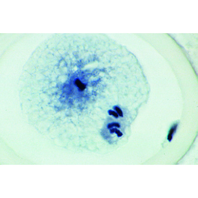 Mitose et Méiose I, 6 préparations sélectionnées, 1013469 [W13077], Préparations microscopiques LIEDER