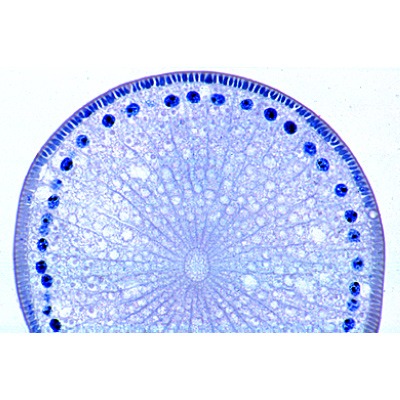 The Ascaris megalocephala Embryology - German, 1013478 [W13084], Lames de microscope