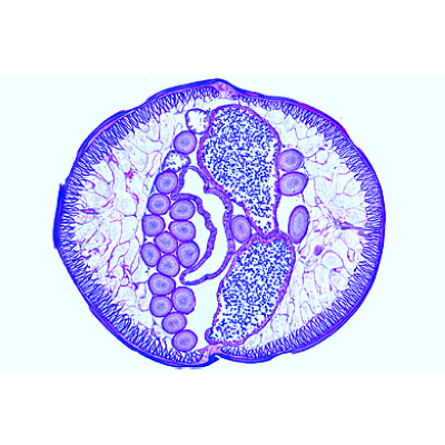 Maturation et clivage de l’Ascaris (Ascaris megalocephala bivalens), 1013480 [W13085], Préparations microscopiques LIEDER