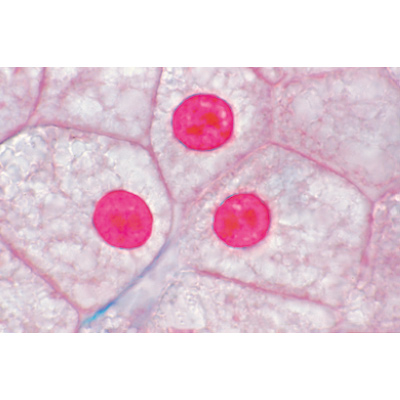 Série no. I. Cellules, tissus et organes - Allemand, 1004050 [W13300], Préparations microscopiques LIEDER