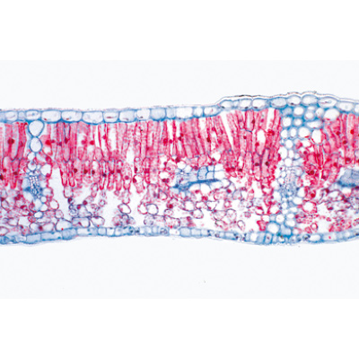 Série no. I. Cellules, tissus et organes - Allemand, 1004050 [W13300], Lames microscopiques Allemand
