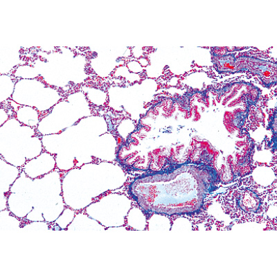 Série no. I. Cellules, tissus et organes - Français, 1004051 [W13300F], Préparations microscopiques LIEDER