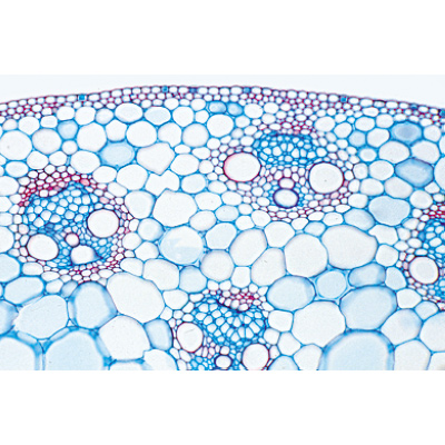 Série no. I. Cellules, tissus et organes - Portugais, 1004052 [W13300P], Préparations microscopiques LIEDER