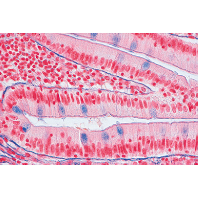 Série no. I. Cellules, tissus et organes - Portugais, 1004052 [W13300P], Préparations microscopiques LIEDER