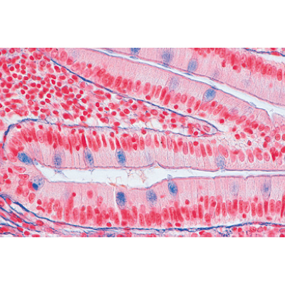 Série no. I. Cellules, tissus et organes - Espagnol, 1004053 [W13300S], Préparations microscopiques LIEDER