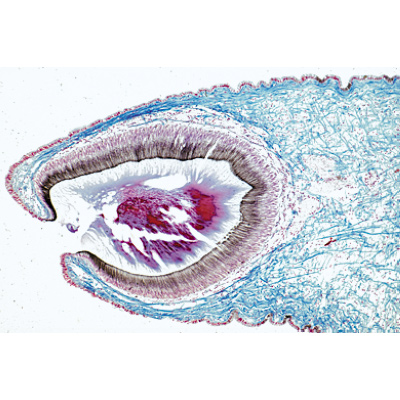 Série no. III. Organes sensoriels - Allemand, 1004058 [W13302], Préparations microscopiques LIEDER