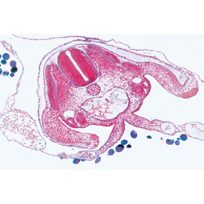 Série no. V. Génétique, reproduction et embryologie - Allemand, 1004066 [W13304], Préparations microscopiques LIEDER