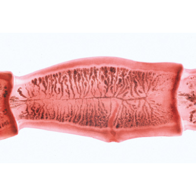 Série no. V. Génétique, reproduction et embryologie - Portugais, 1004068 [W13304P], Préparations microscopiques LIEDER