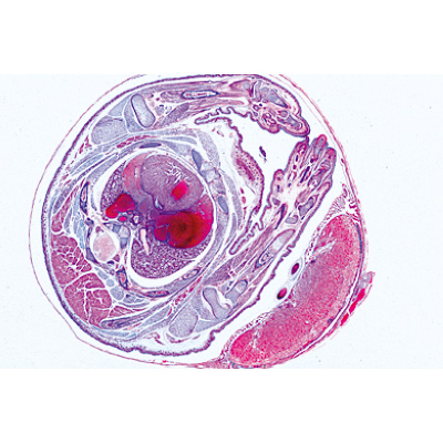 Série no. V. Génétique, reproduction et embryologie - Portugais, 1004068 [W13304P], Préparations microscopiques LIEDER