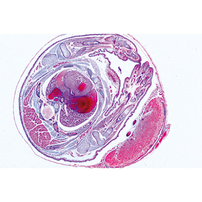Série no. V. Génétique, reproduction et embryologie - Espagnol, 1004069 [W13304S], Lames microscopiques Espagnol