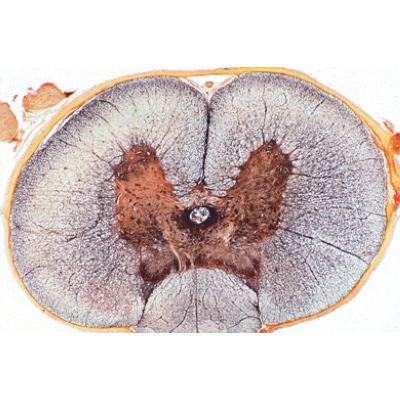 Histologie des mammifères, série élémentaire - Allemand, 1004074 [W13306], Préparations microscopiques LIEDER