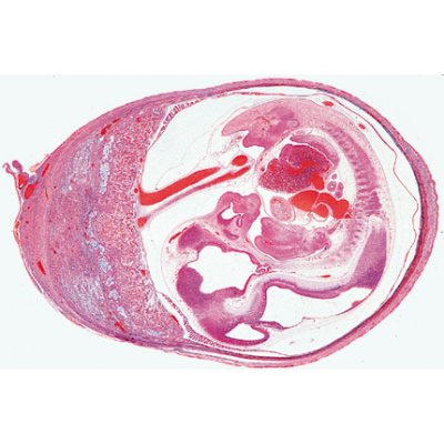 Histologie de mammifères, série supplémentaire - Allemand, 1004078 [W13307], Préparations microscopiques LIEDER