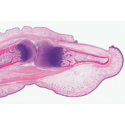 Histologie de mammifères, série supplémentaire - Allemand, 1004078 [W13307], Préparations microscopiques LIEDER