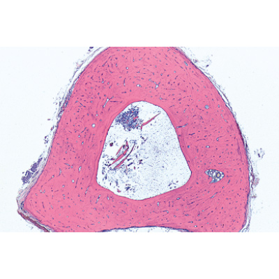 Tissus - Espagnol, 1004101 [W13312S], Lames microscopiques Espagnol