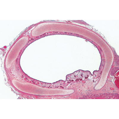 Système respiratoire et circulatoire - Allemand, 1004102 [W13313], Lames microscopiques Allemand