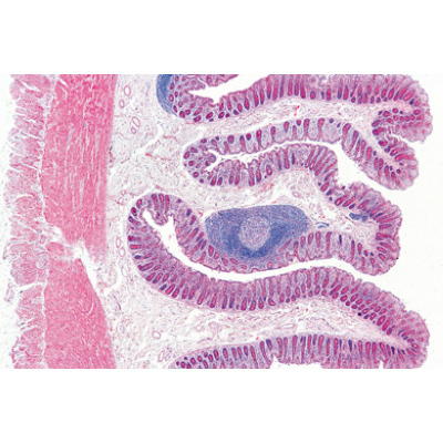 Système digestif - Allemand, 1004106 [W13314], Préparations microscopiques LIEDER