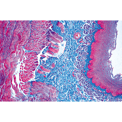 Système digestif - Portugais, 1004108 [W13314P], Préparations microscopiques LIEDER