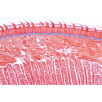 Système digestif - Espagnol, 1004109 [W13314S], Lames microscopiques Espagnol