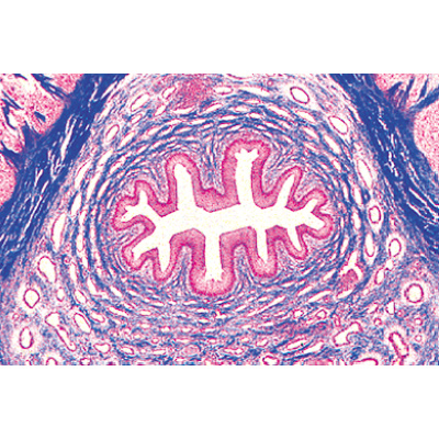 Système urinaire - Allemand, 1004110 [W13315], Lames microscopiques Allemand