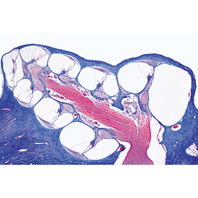 Organes sensoriels - Allemand, 1004122 [W13318], Préparations microscopiques LIEDER
