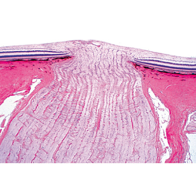 Organes sensoriels - Allemand, 1004122 [W13318], Lames microscopiques Allemand