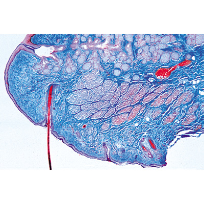 Organes sensoriels - Portugais, 1004124 [W13318P], Préparations microscopiques LIEDER