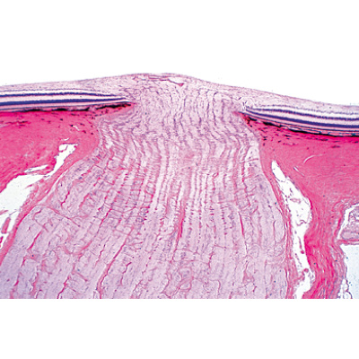 Organes sensoriels - Portugais, 1004124 [W13318P], Préparations microscopiques LIEDER