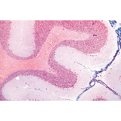 Système nerveux - Allemand, 1004126 [W13319], Préparations microscopiques LIEDER