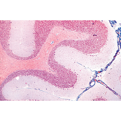 Système nerveux - Portugais, 1004128 [W13319P], Préparations microscopiques LIEDER