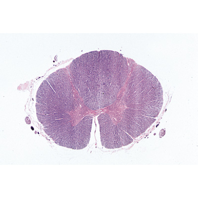 Système nerveux - Portugais, 1004128 [W13319P], Préparations microscopiques LIEDER