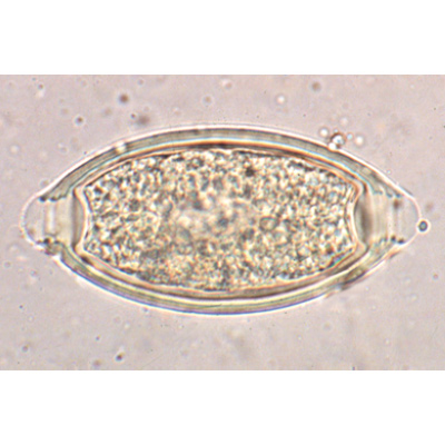 Parasitologie générale grande série - Allemand, 1004142 [W13323], Lames microscopiques Allemand