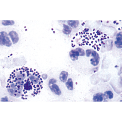 Bactéries pathogènes - Portugais, 1004148 [W13324P], Lames microscopiques Portugais