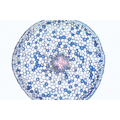 Phanérogames, série élémentaire - Espagnol, 1004165 [W13328S], Lames microscopiques Espagnol