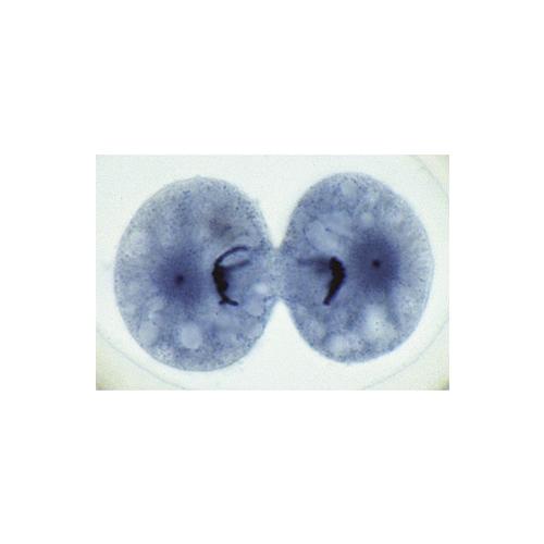 Biologie générale, Série D, complémentaire de A, B, et C - Allemand, 1004206 [W13339], Préparations microscopiques LIEDER