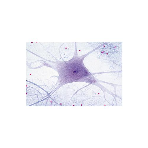Biologie générale, Série D, complémentaire de A, B, et C - Français, 1004207 [W13339F], Préparations microscopiques LIEDER