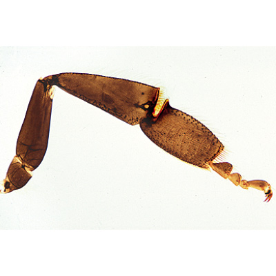 L’Abeille (Apis mellifica) - Allemand, 1004210 [W13340], Invertébrés (Invertebrata)