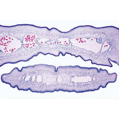 Parasitologie générale, petite série - Allemand, 1004214 [W13341], Lames de microscope