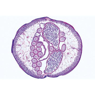 Parasitologie générale, petite série - Allemand, 1004214 [W13341], Lames de microscope