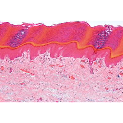 Série no. I. Cellules, tissus et organes - Aglais, 1004225 [W13400], Préparations microscopiques LIEDER